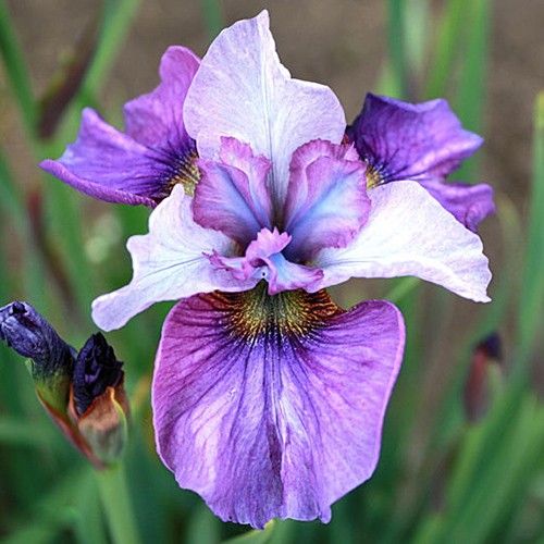 Siberian Iris Light of Heart