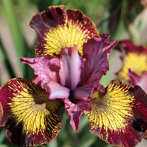 Siberian Iris Peacock Butterfly® 'Fiddles On Fire