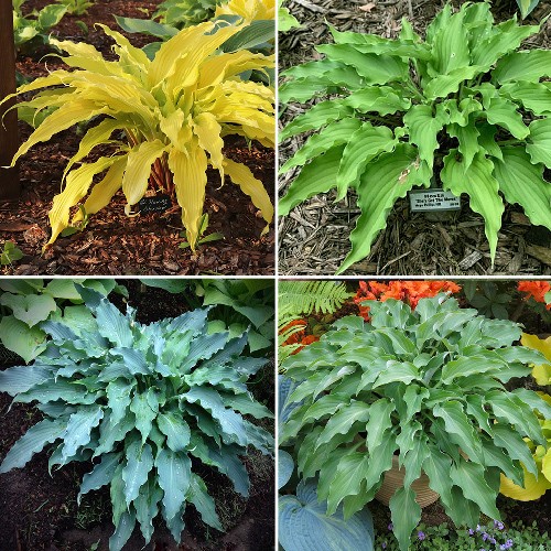 Hosta - Long and narrow leaves
