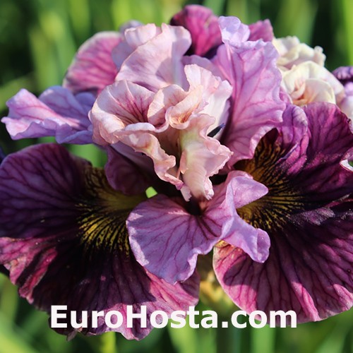 Siberian Iris Peacock Butterfly Mad Hat ®  