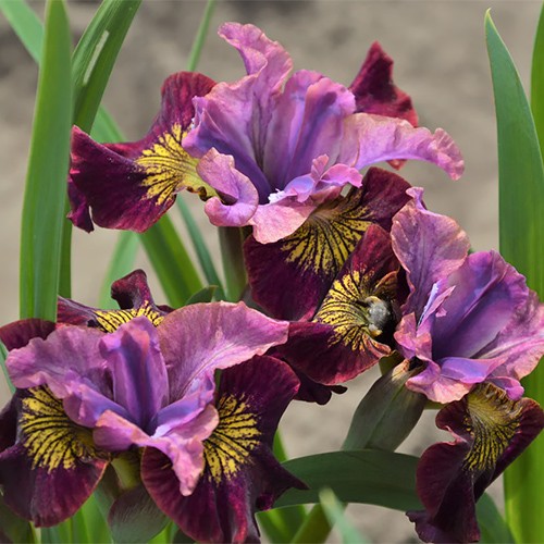 Siberian Iris Miss Apple