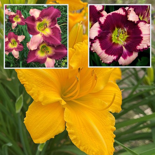 Daylilies - New for 2025