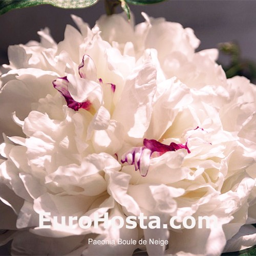 Paeonia Boule de Neige