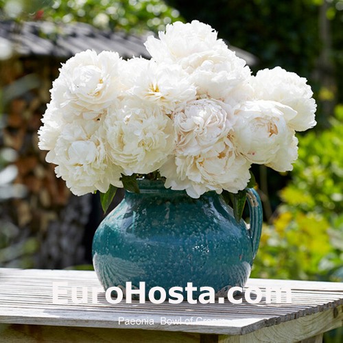 Paeonia Bowl of Cream