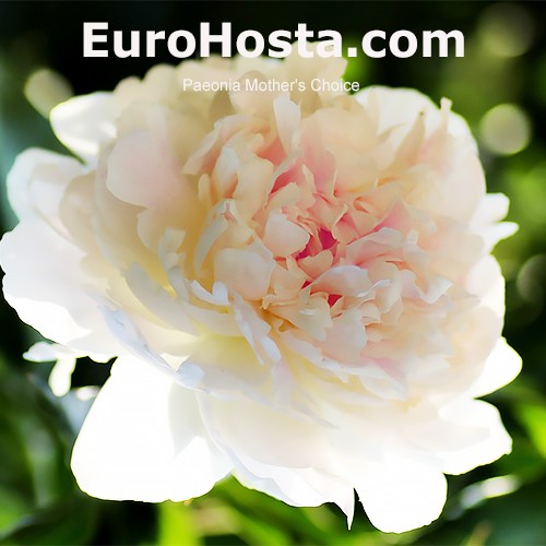Paeonia Mother's Choice