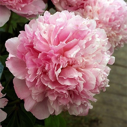 Paeonia Angel Cheeks