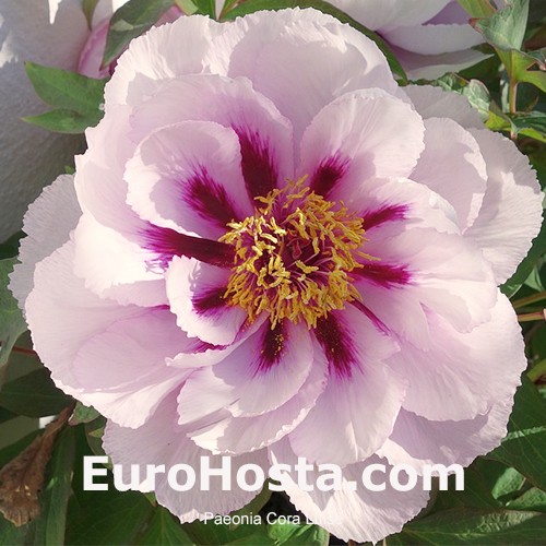 Paeonia (Itoh) Cora Luise 