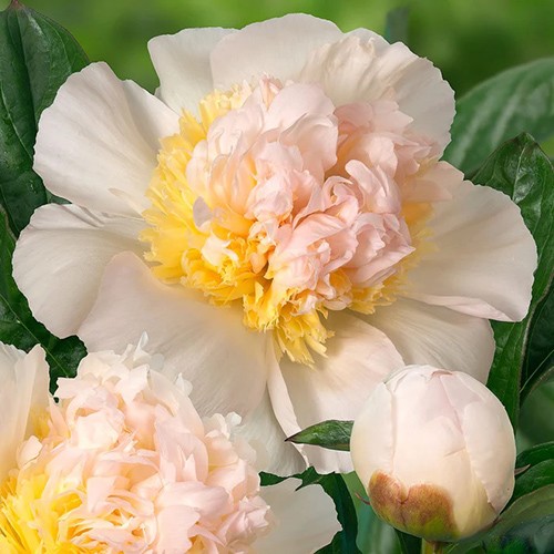 Paeonia Honey Gold