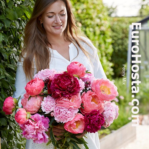 Peony - Pastel Dreams