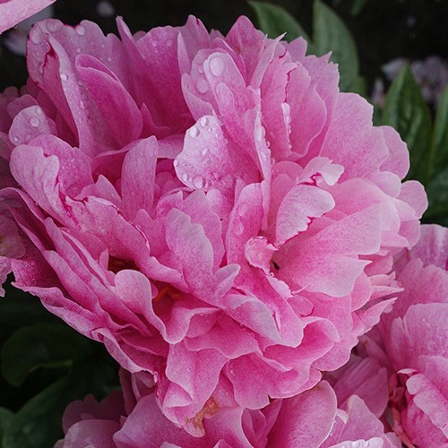 Paeonia The Fawn