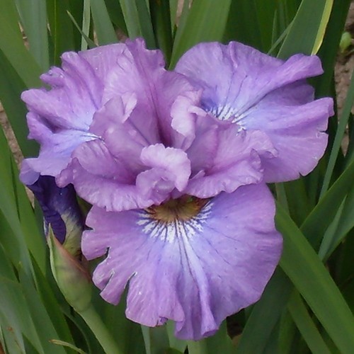 Siberian Iris Rosy Bows