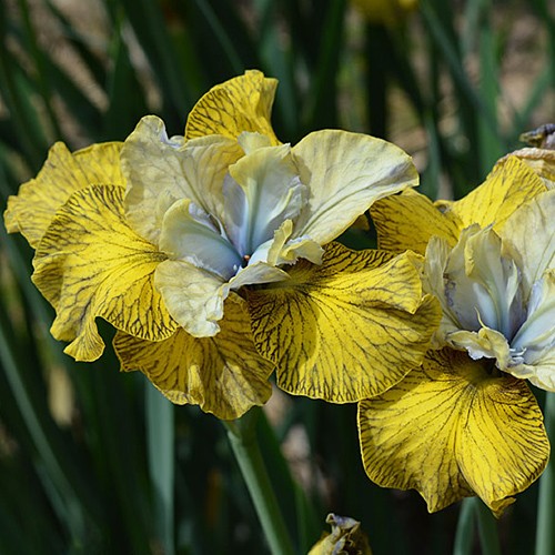 Siberian Iris Peacock Butterfly® Theme and Variation