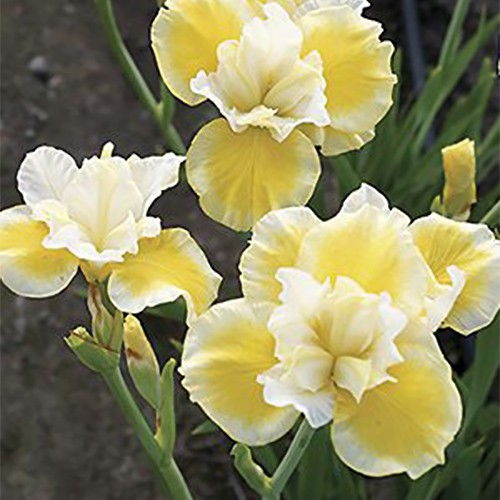 Siberian Iris Peacock Butterfly Solar Energy ®