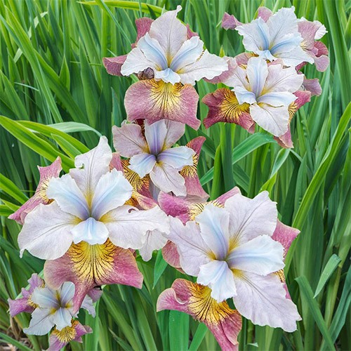Siberian iris Sugar Rush