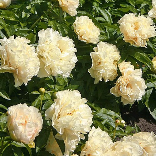 Paeonia Sunny Girl