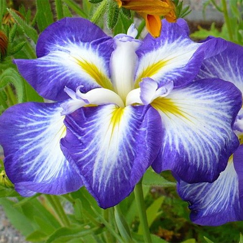 Iris ensata Gusto