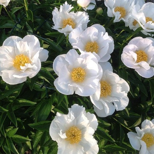 Paeonia Krinkled White