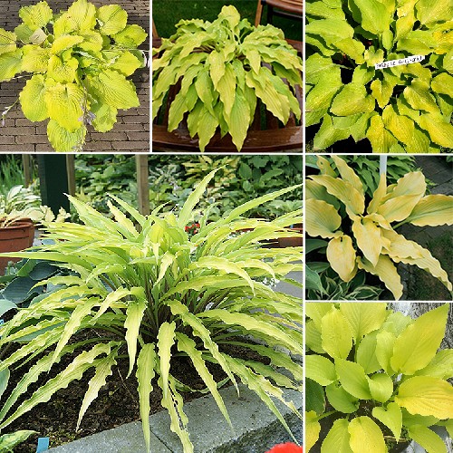 Hosta - Yellow Garden