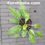 Hosta Crazy Spirit