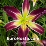 Hemerocallis Buffalo Amethyst  