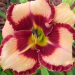 Hemerocallis Lies and Lipstick