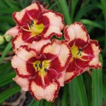 Hemerocallis Lies and Lipstick
