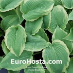 Hosta Bridal Falls