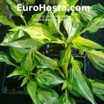 Hosta Buffalo Crazy Diamond