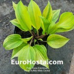 Hosta Buffalo Misty Cookie