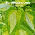 hosta Heatwave Harmony