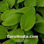 Hosta Maekawa - Eurohosta