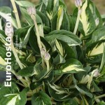 Hosta Sting