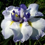 Iris Cascade Crest 