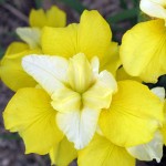 Iris Tree of Songs 