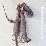 peaony roots