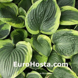 Hosta Abiqua Moonbeam - Eurohosta