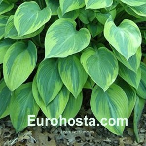 Hosta Alex Summer - Eurohosta