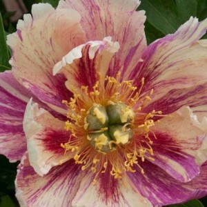 Peony Anderson’s Kaleidoscope 