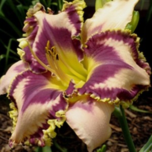 Hemerocallis Eyes Right Jones