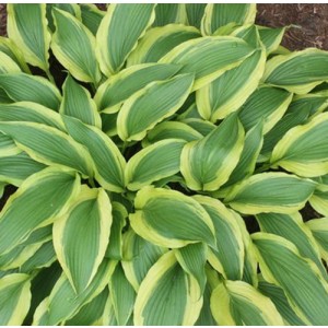 hosta Long Tail Lights