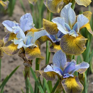 Iris Peacock Butterfly Uncorked