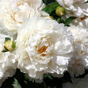 Paeonia Bowl of Cream