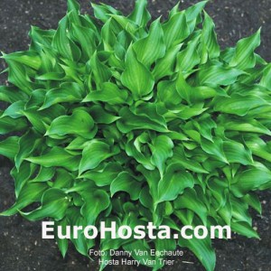  Hosta Harry Van Trier