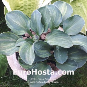 Hosta FBuffalo Misty Mouse