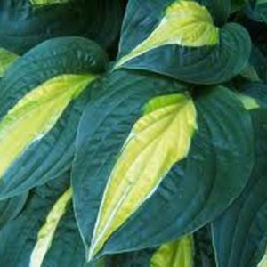 Hosta Kiwi Full Monty - Eurohosta