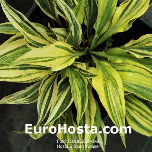 Hosta Striped Weasel - Eurohosta