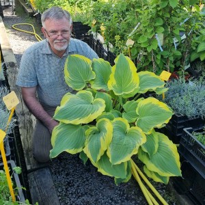 Hosta Seducer - Eurohosta