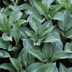 Hosta Kiwi Full Monty - Eurohosta
