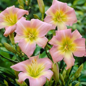 Hemerocallis Catherine Woodbery