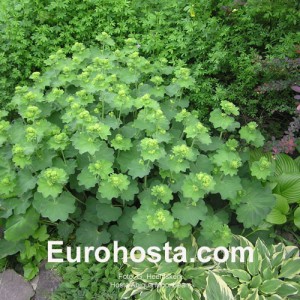 Alchemilla molis